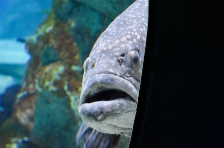 鱼子：来自深海的美味“黑珍珠”！
