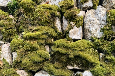 衣藻(探秘衣藻：一种“布满光伏”的新型生物)