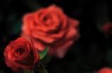 浪漫玫瑰(浪漫玫瑰，让爱情更加甜蜜！)