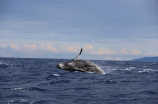 鲸鱼图片(盘点世界上最壮观的鲸鱼图片)