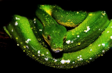蛇胆：起源、药性与药用价值