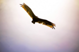 神奇的隼鸟：或许是最快的动物