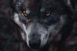 揭秘成功企业的核心竞争力：狼性文化