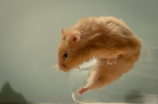 惊人发现！老鼠图片揭示它们的惊人身世