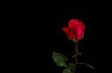 温碧霞火玫瑰：被誉为香港最美花之一