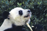四川大熊猫栖息地是全球熊猫保护的重要基地