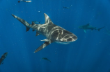 恐怖！世界最大的食肉动物--巨齿鲨