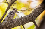啄木鸟的特点及其生活习性