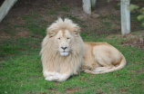 欧洲狮(欧洲狮：世界上最雄壮的猫科动物)